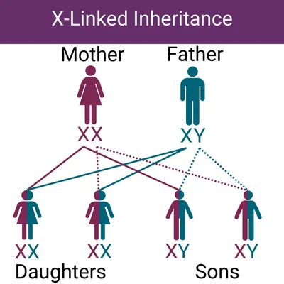 X-linked inheritance means a genetic mutation can be passed to a child from the mother's or father's X chromosomes.
