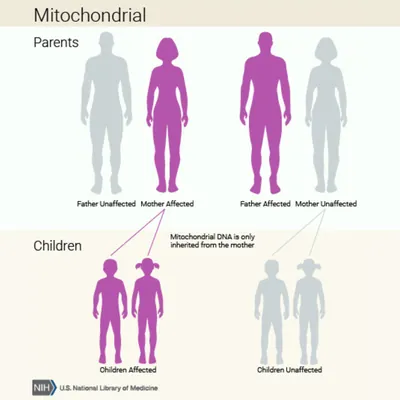 Children only inherit mitochondrial DNA from their biological mothers. Mothers with a mitochondrial genetic mutation will always pass mutated genes to their children, but biological males cannot pass these genetic mutations to their children.