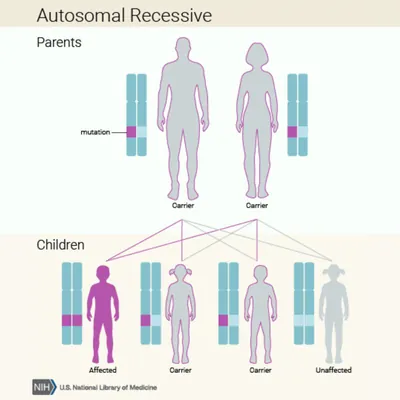 Autosomal recessive is an inheritance pattern of some genetic diseases. A child must inherit a copy of the mutated gene from both biological parents to be affected.